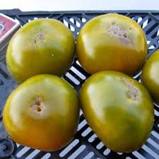 Afbeeldingsresultaat voor grubbs mystery green tomato