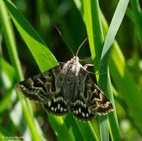 Attēlu rezultāti vaicājumam “Callistege mi”