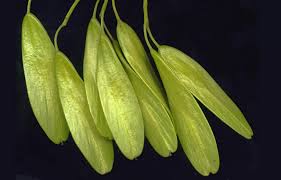 Attēlu rezultāti vaicājumam “Fraxinus excelsior fruit”