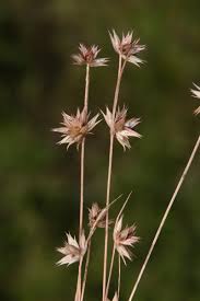 Attēlu rezultāti vaicājumam “Juncus capitatus”