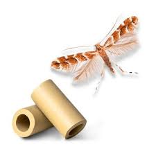 Attēlu rezultāti vaicājumam “Cameraria ohridella”