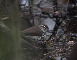 Image result for Seiurus noveboracensis