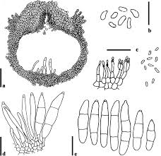 Attēlu rezultāti vaicājumam “Vouauxiomyces santessonii”