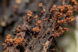 Attēlu rezultāti vaicājumam “Metatrichia vesparia”