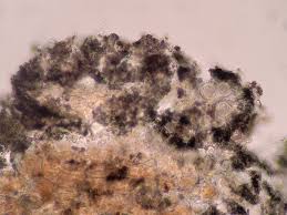 Attēlu rezultāti vaicājumam “Arthonia spadicea”