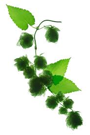 Attēlu rezultāti vaicājumam “Humulus lupulus leaf”