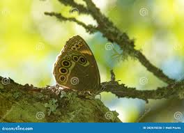 Attēlu rezultāti vaicājumam “Lopinga achine”