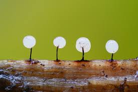 Attēlu rezultāti vaicājumam “Diderma hemisphaericum”