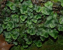 Attēlu rezultāti vaicājumam “Conocephalum”