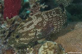 Image result for Cephalopholis cruentata