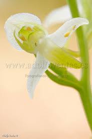Attēlu rezultāti vaicājumam “Platanthera chlorantha flower”