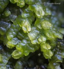 Attēlu rezultāti vaicājumam “Lejeunea cavifolia”