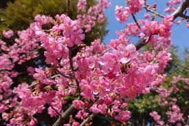 「桃井桜」の画像検索結果