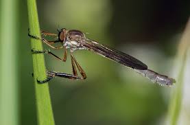 Attēlu rezultāti vaicājumam “Asilidae”