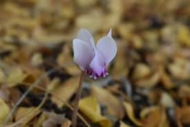 Attēlu rezultāti vaicājumam “Acer pseudoplatanus fo. purpurascens flower”