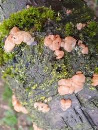 Attēlu rezultāti vaicājumam “Craterocolla cerasi”