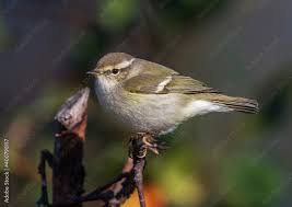 Image result for Phylloscopus humei