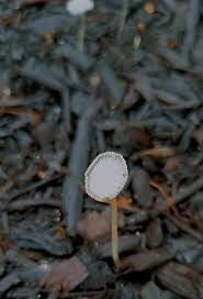 Attēlu rezultāti vaicājumam “Physarum pezizoideum stalked”