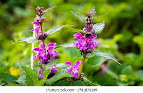Attēlu rezultāti vaicājumam “Lamium purpureum”
