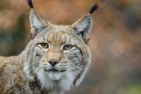 Afbeeldingsresultaat voor lynx