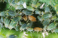 Attēlu rezultāti vaicājumam “Aphis farinosa”