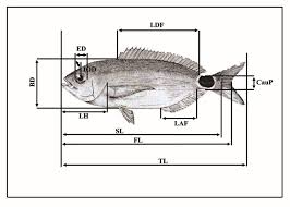 Image result for Oblada melanurus