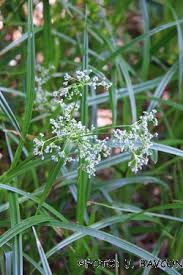 Attēlu rezultāti vaicājumam “Scirpus sylvaticus flower”