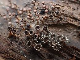 Attēlu rezultāti vaicājumam “Physarum auriscalpium spores”