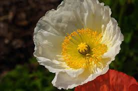 Image result for Papaver nudicaule