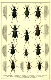 Attēlu rezultāti vaicājumam “Carabus cancellatus”