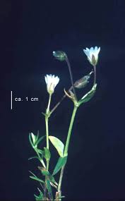 Attēlu rezultāti vaicājumam “Cerastium holosteoides fruit”