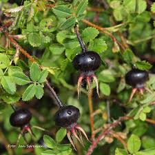 Attēlu rezultāti vaicājumam “Rosa subcanina fruit”