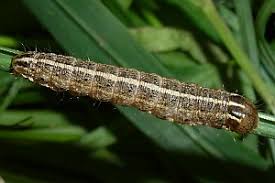 Attēlu rezultāti vaicājumam “Apamea sordens”