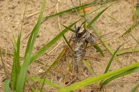 Attēlu rezultāti vaicājumam “Cossus cossus imago”