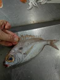 Image result for Pagellus bogaraveo