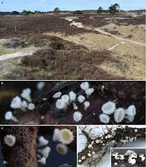 Attēlu rezultāti vaicājumam “Lachnum corticale”