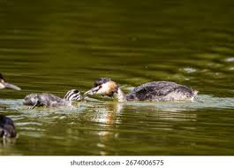 Attēlu rezultāti vaicājumam “Podiceps cristatus adult”