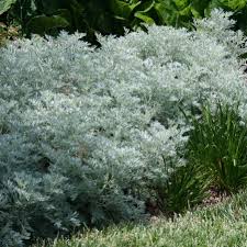 Image result for Artemisia absinthium