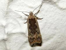 Attēlu rezultāti vaicājumam “Anacampsis blatariella”