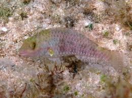 Image result for Sparisoma cretense