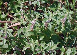 Attēlu rezultāti vaicājumam “Mentha arvensis bud”