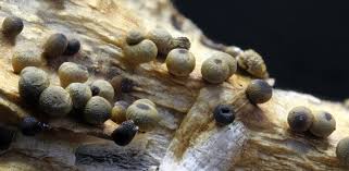 Attēlu rezultāti vaicājumam “Trichia contorta sessile”