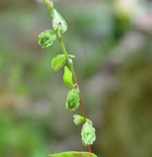 Attēlu rezultāti vaicājumam “Fallopia dumetorum fruit”