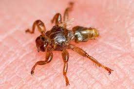 Attēlu rezultāti vaicājumam “Lipoptena cervi”