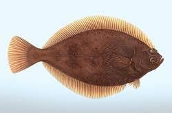 Image result for Microstomus kitt