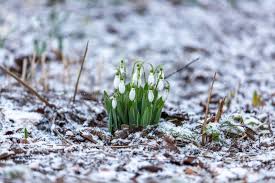 Attēlu rezultāti vaicājumam “Galanthus nivalis leaf”