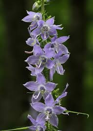 Image result for Campanula americana