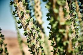 Attēlu rezultāti vaicājumam “Armoracia rusticana bud”