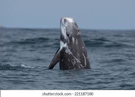 Image result for Grampus griseus