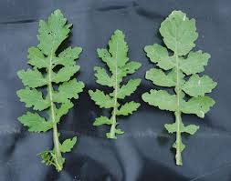 Attēlu rezultāti vaicājumam “Rorippa palustris leaf”